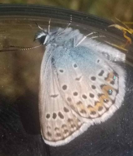 Réf. 336 427 : Plebejus argus